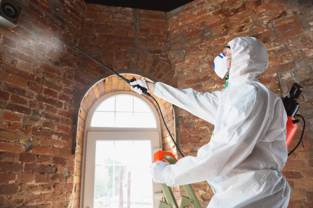 Why You Should Choose Our Mold Remediation Services in East Merrimack, NH