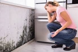 Best Forensic Mold Investigation in East Merrimack, NH